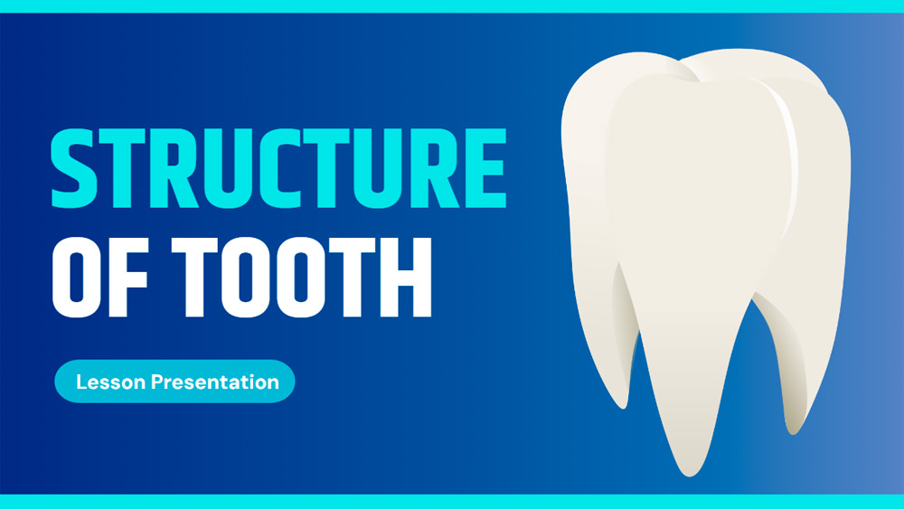 Tooth Structure