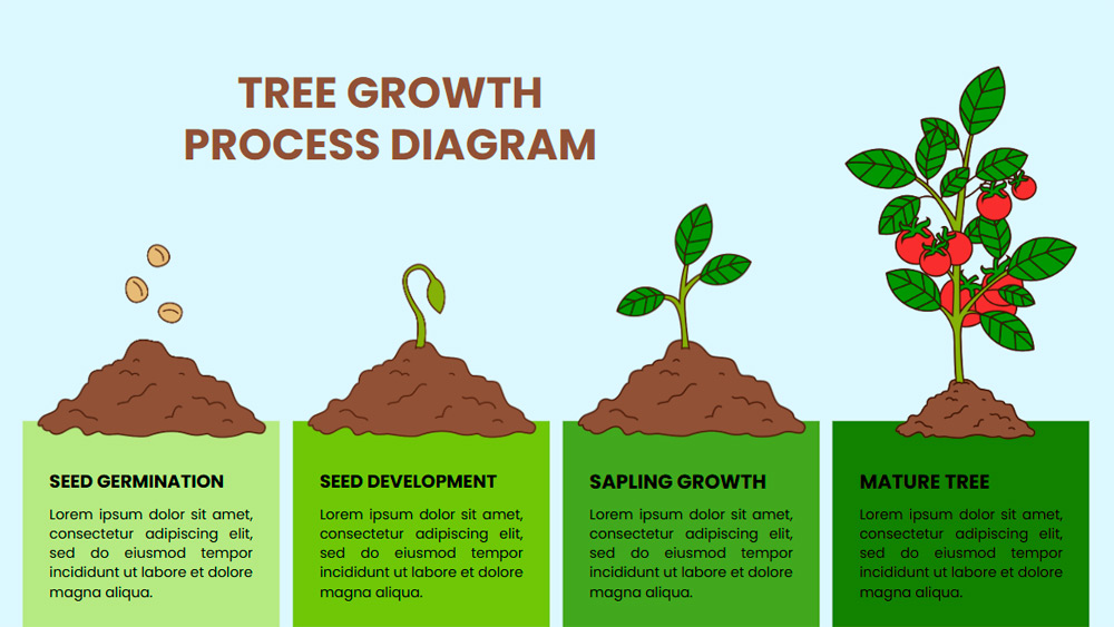 Tree Growth Stages